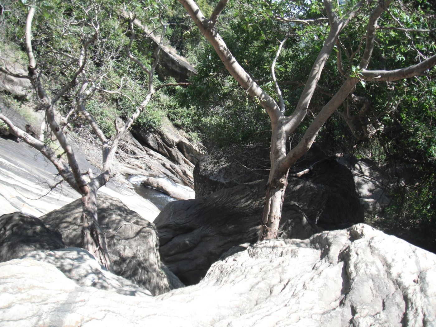 the forest around